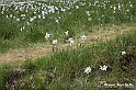 VBS_2646 - Fioritura Narcisi Castelnuovo Nigra 2022 e campi di papaveri rossi